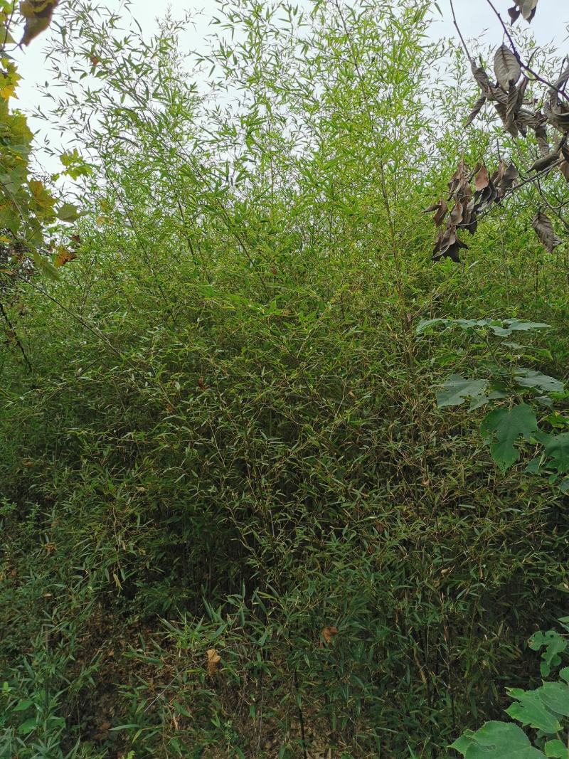 园林景观绿竹大量上市