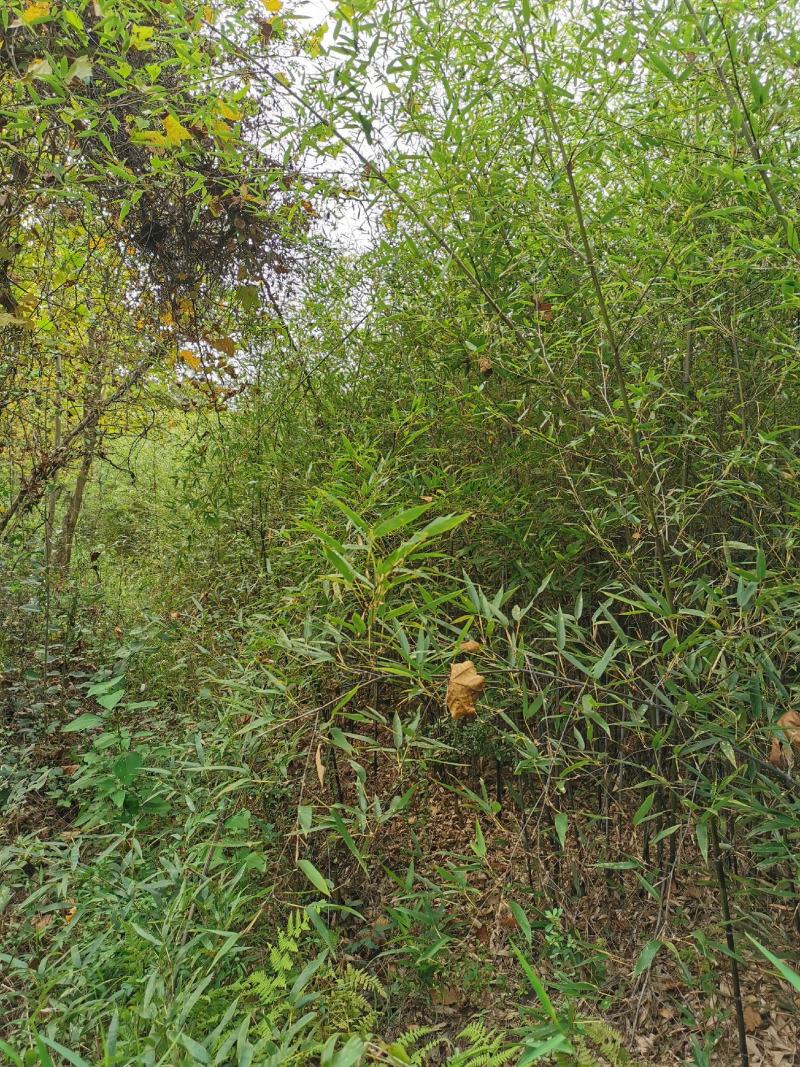 园林景观绿竹大量上市