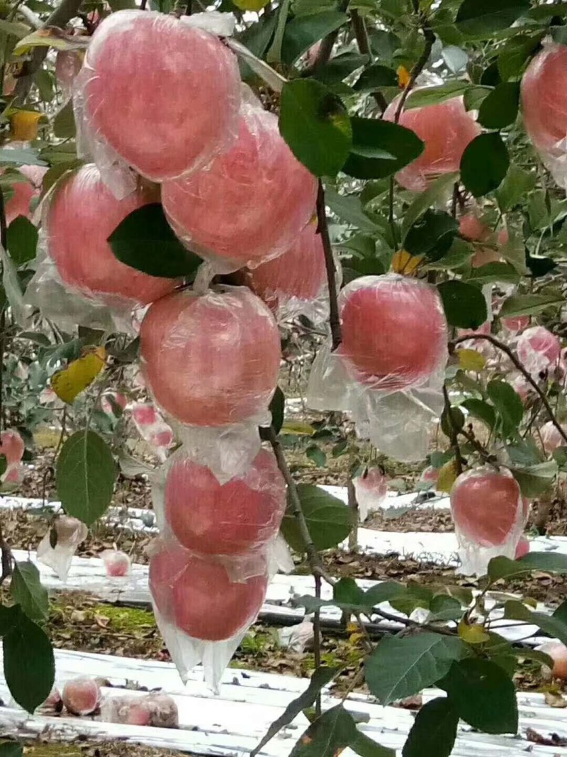 苹果膜袋红富士大量上市，色好个头大，口感脆甜，量大从优