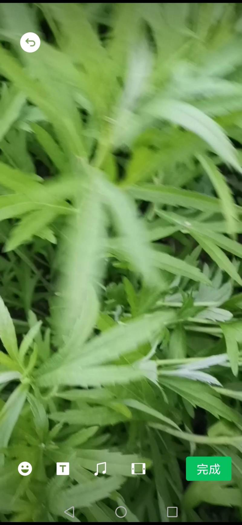 黎蒿小袋黎蒿保障不缺斤少两保障货色好保障黎蒿新鲜