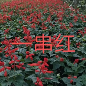 一串红基地直销精品一手货源