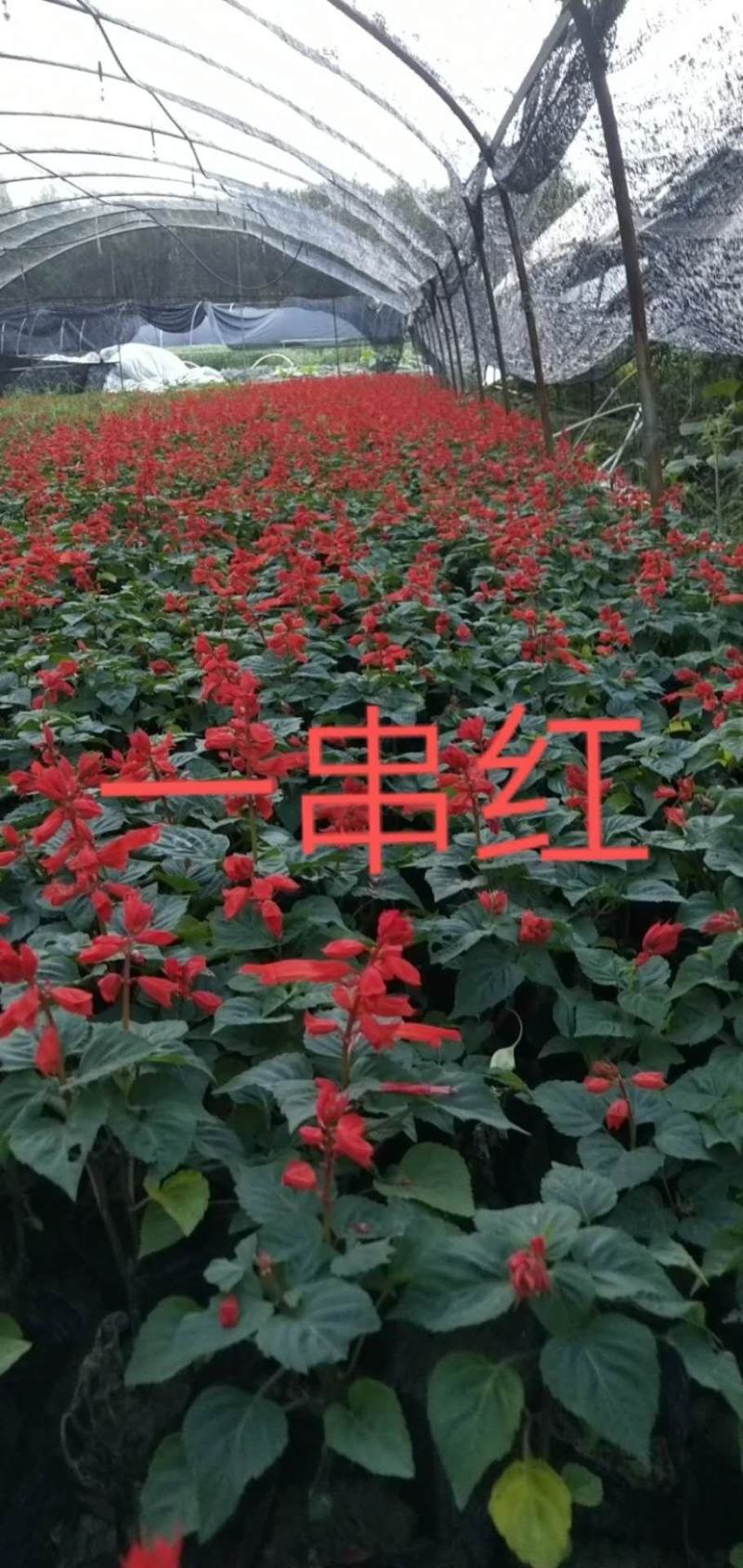 一串红基地直销精品一手货源