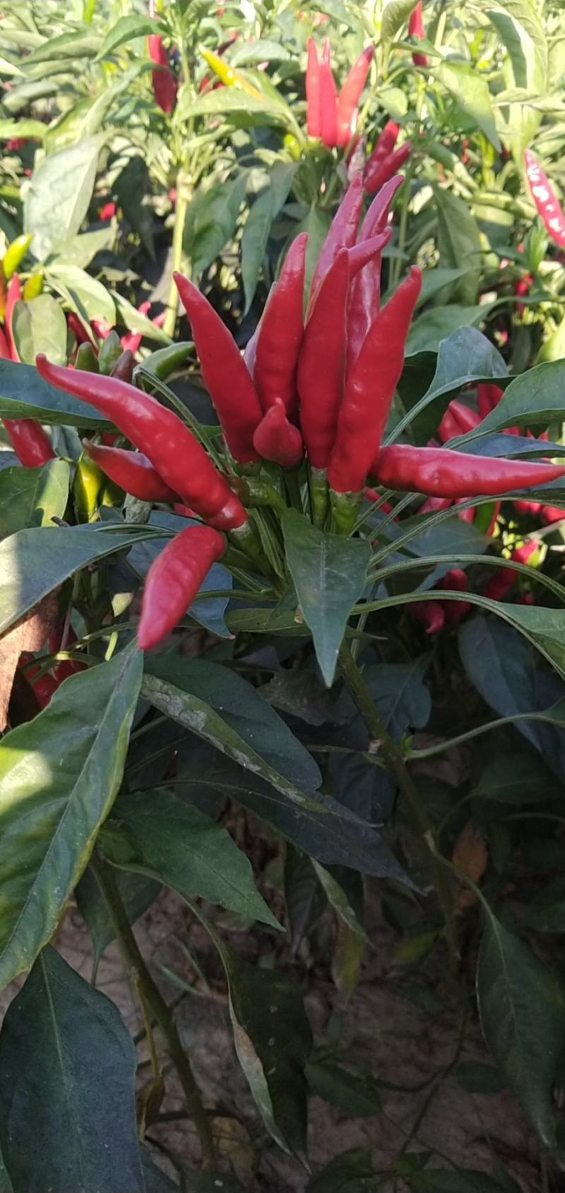天鹰椒，天宇椒，各种辣椒