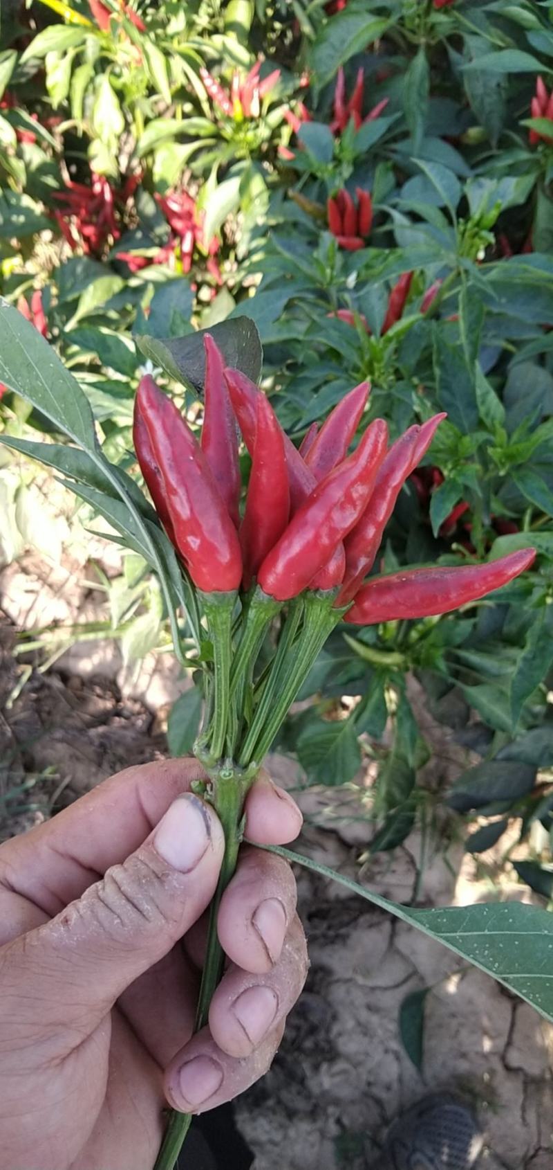 天鹰椒，天宇椒，各种辣椒