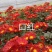 国庆菊各类大菊花自产自销，品种繁多，保质保量，量大面议