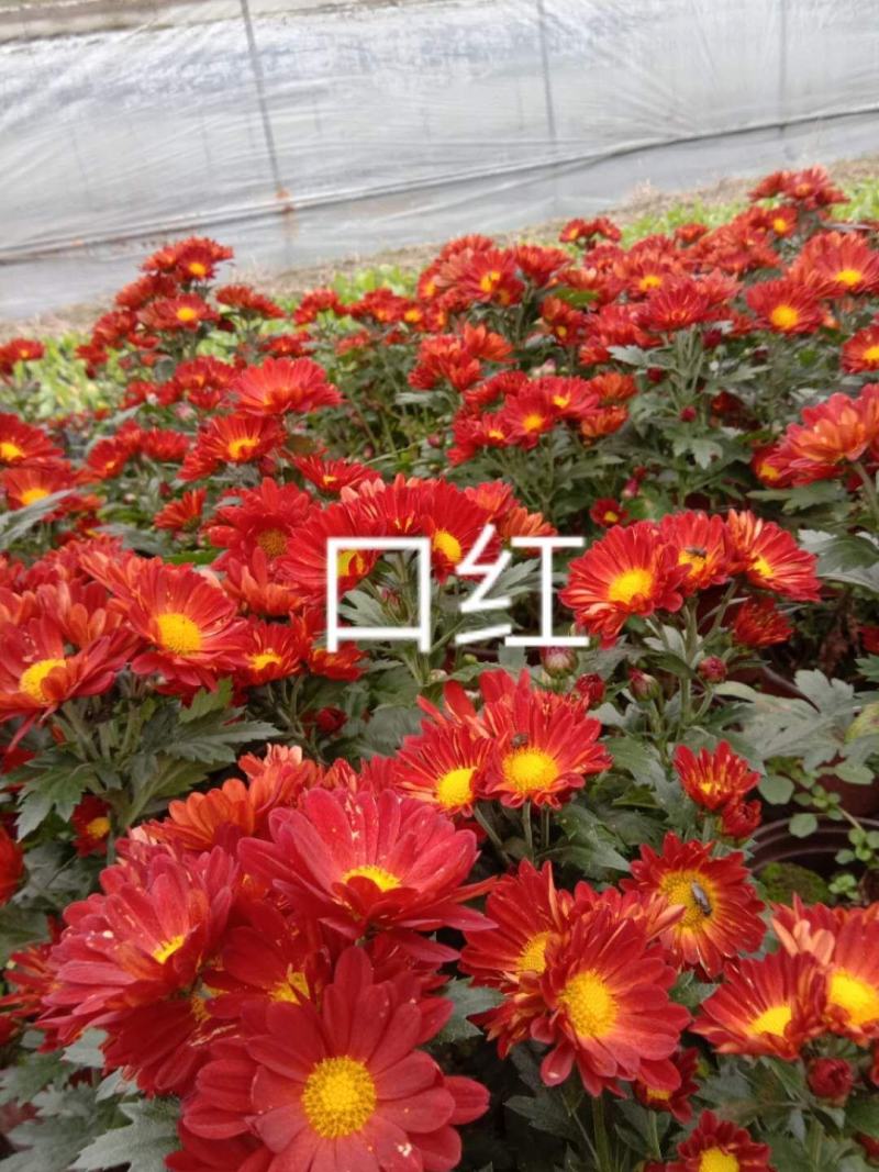 国庆菊各类大菊花自产自销，品种繁多，保质保量，量大面议