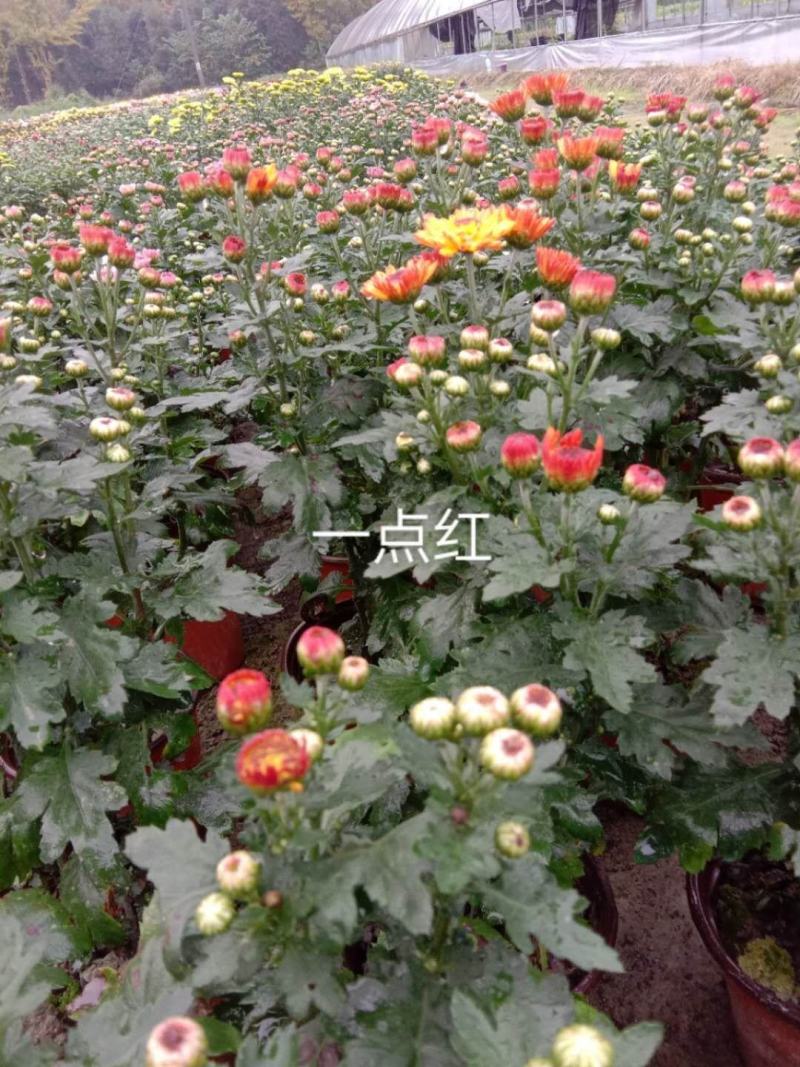 国庆菊各类大菊花自产自销，品种繁多，保质保量，量大面议