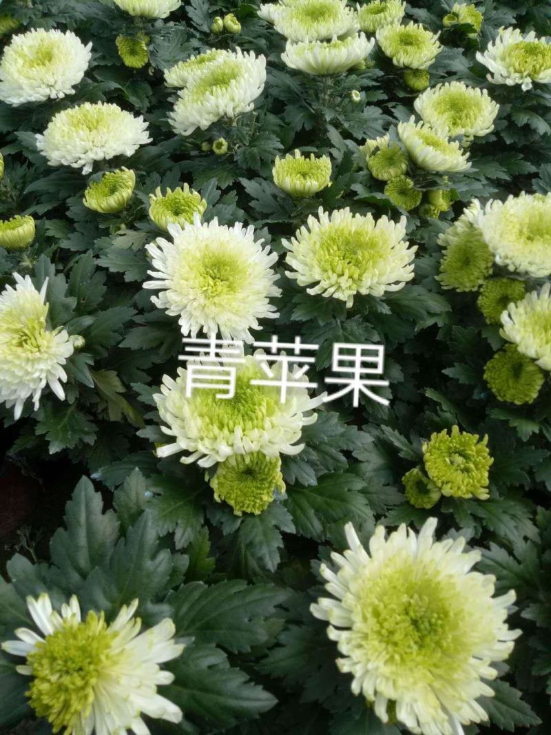 国庆菊各类大菊花自产自销，品种繁多，保质保量，量大面议
