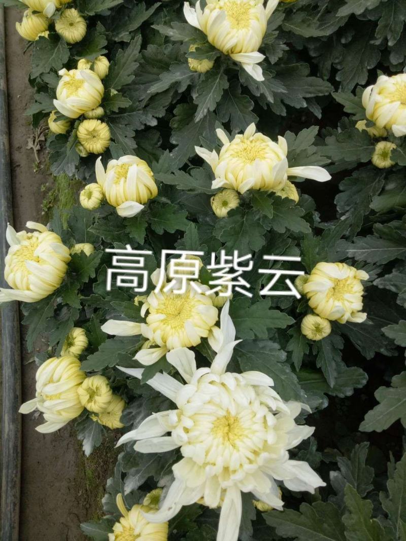 国庆菊各类大菊花自产自销，品种繁多，保质保量，量大面议