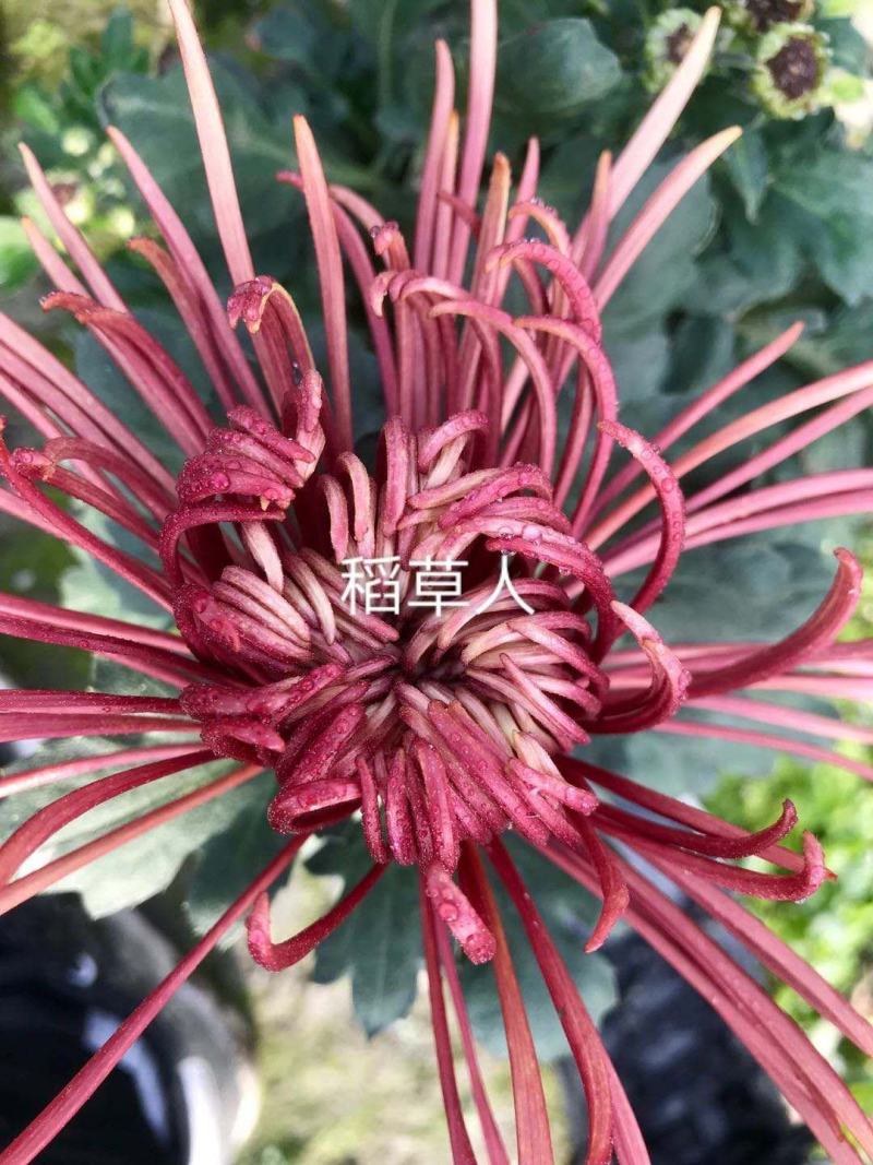 国庆菊各类大菊花自产自销，品种繁多，保质保量，量大面议