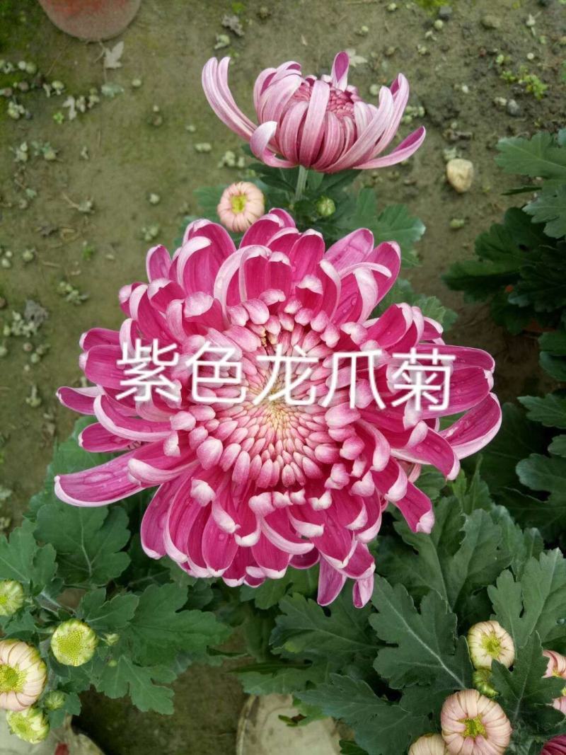 国庆菊各类大菊花自产自销，品种繁多，保质保量，量大面议