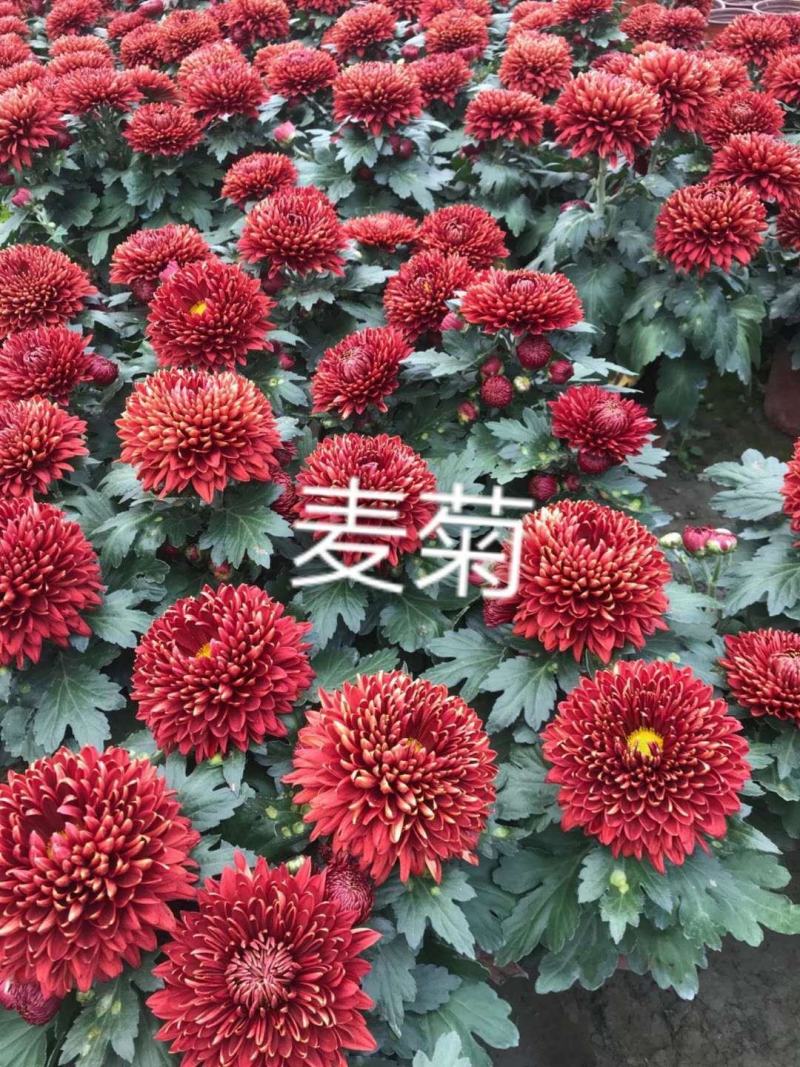 国庆菊各类大菊花自产自销，品种繁多，保质保量，量大面议