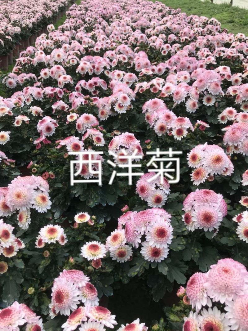 国庆菊各类大菊花自产自销，品种繁多，保质保量，量大面议