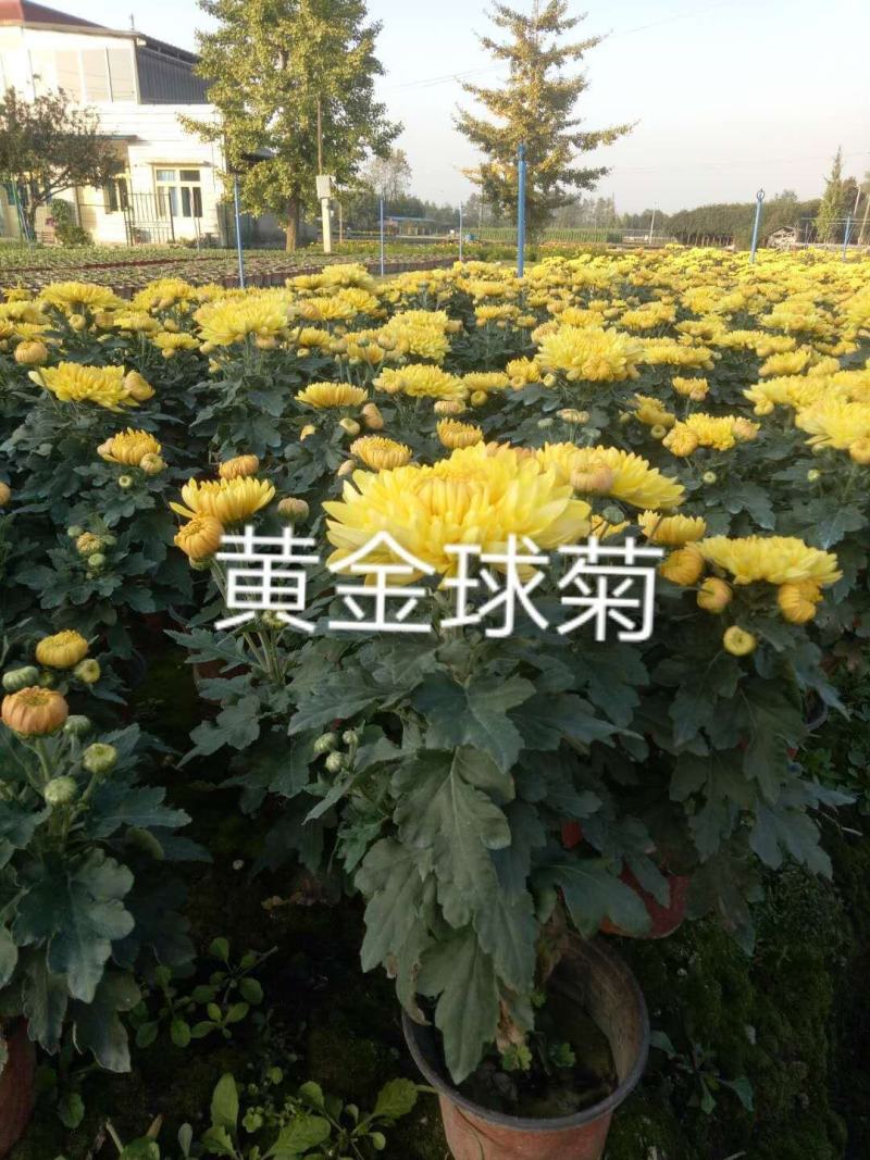 国庆菊各类大菊花自产自销，品种繁多，保质保量，量大面议