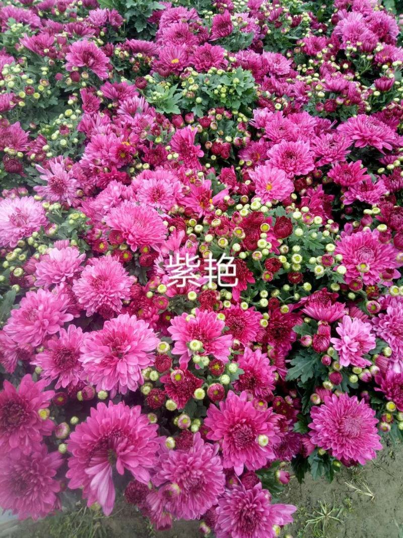 国庆菊各类大菊花自产自销，品种繁多，保质保量，量大面议