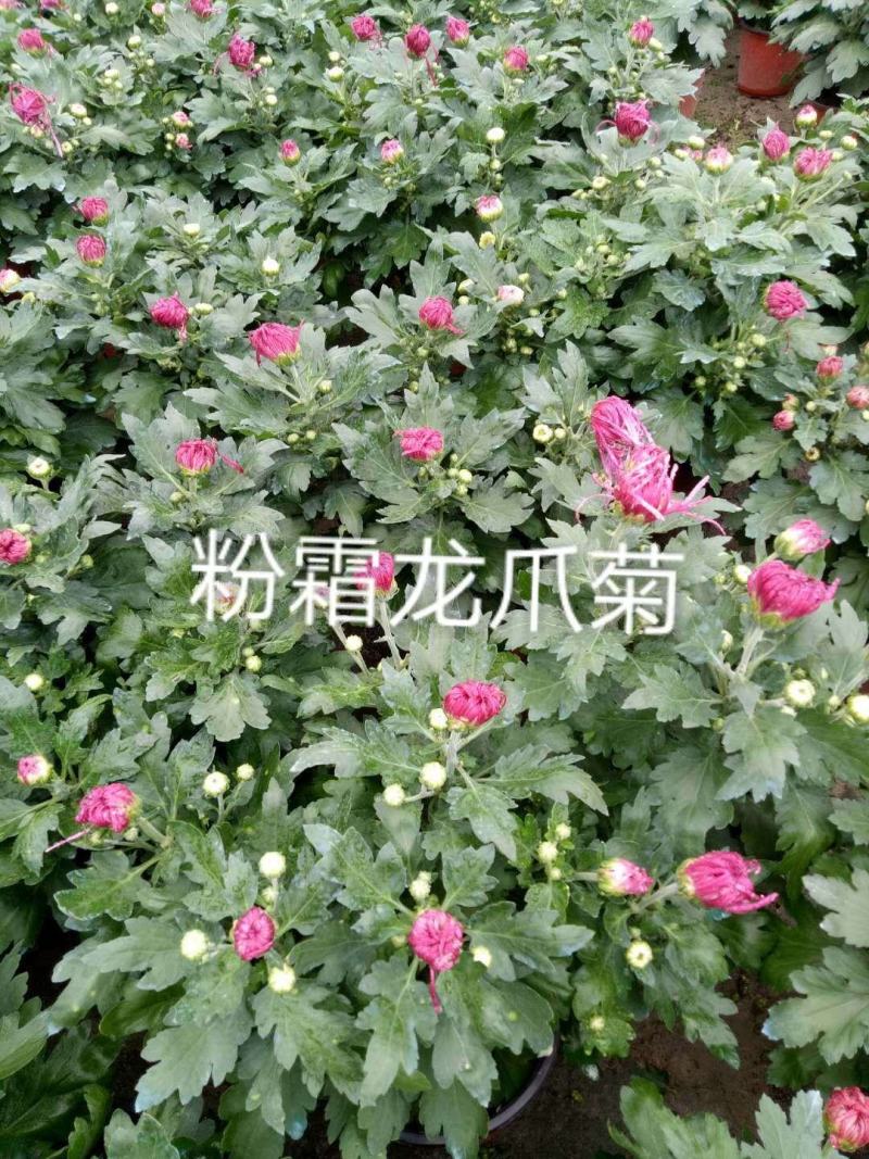 国庆菊各类大菊花自产自销，品种繁多，保质保量，量大面议