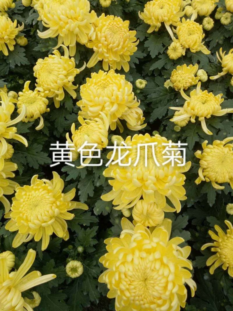 国庆菊各类大菊花自产自销，品种繁多，保质保量，量大面议