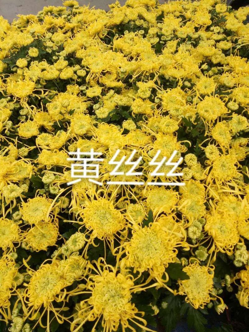 国庆菊各类大菊花自产自销，品种繁多，保质保量，量大面议