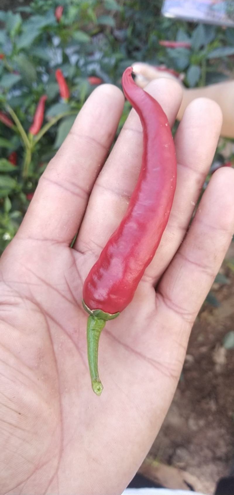 辣椒辣椒辣椒各种辣椒