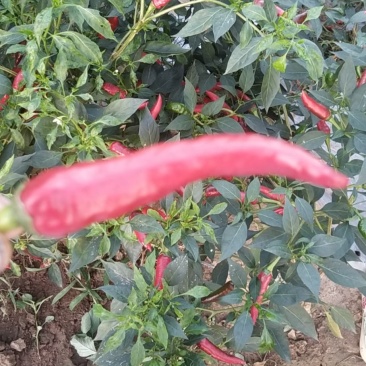 辣椒辣椒辣椒各种辣椒