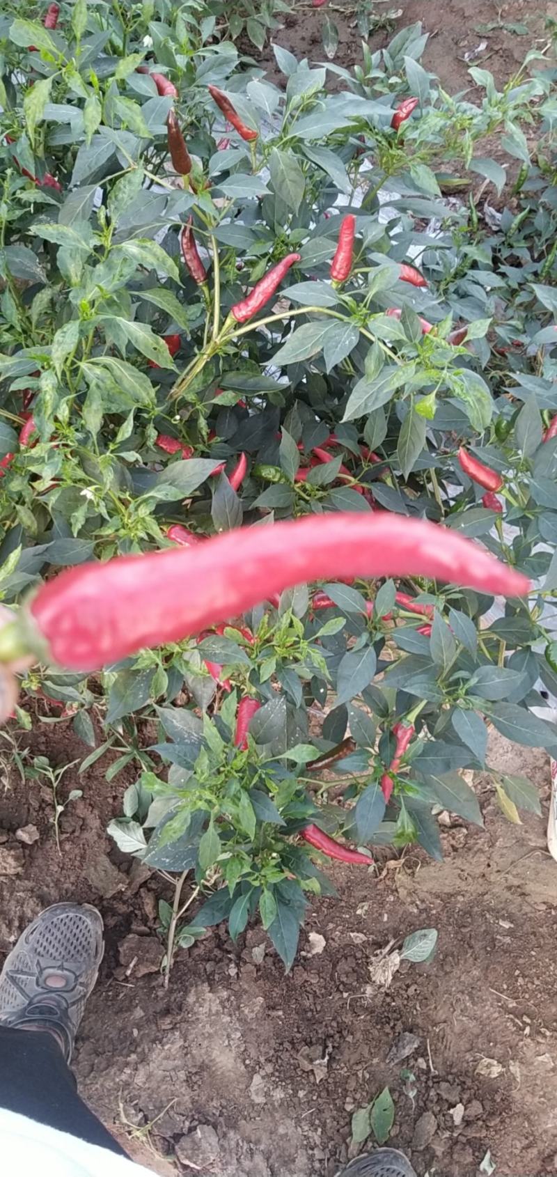 辣椒辣椒辣椒各种辣椒