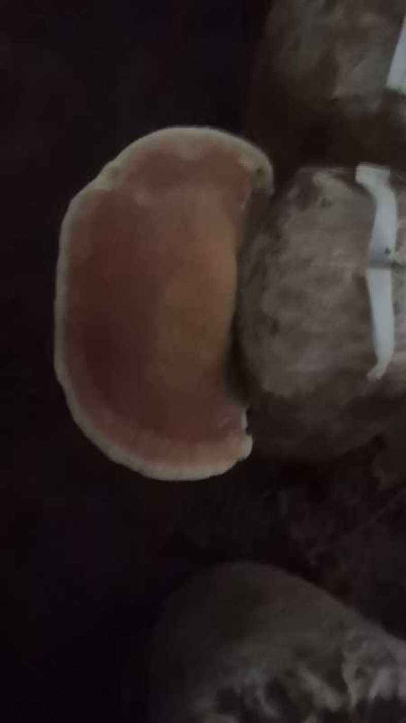 西峡县科达菌种厂桑黄菌种菌包有桑黄菌种和桑黄菌包！