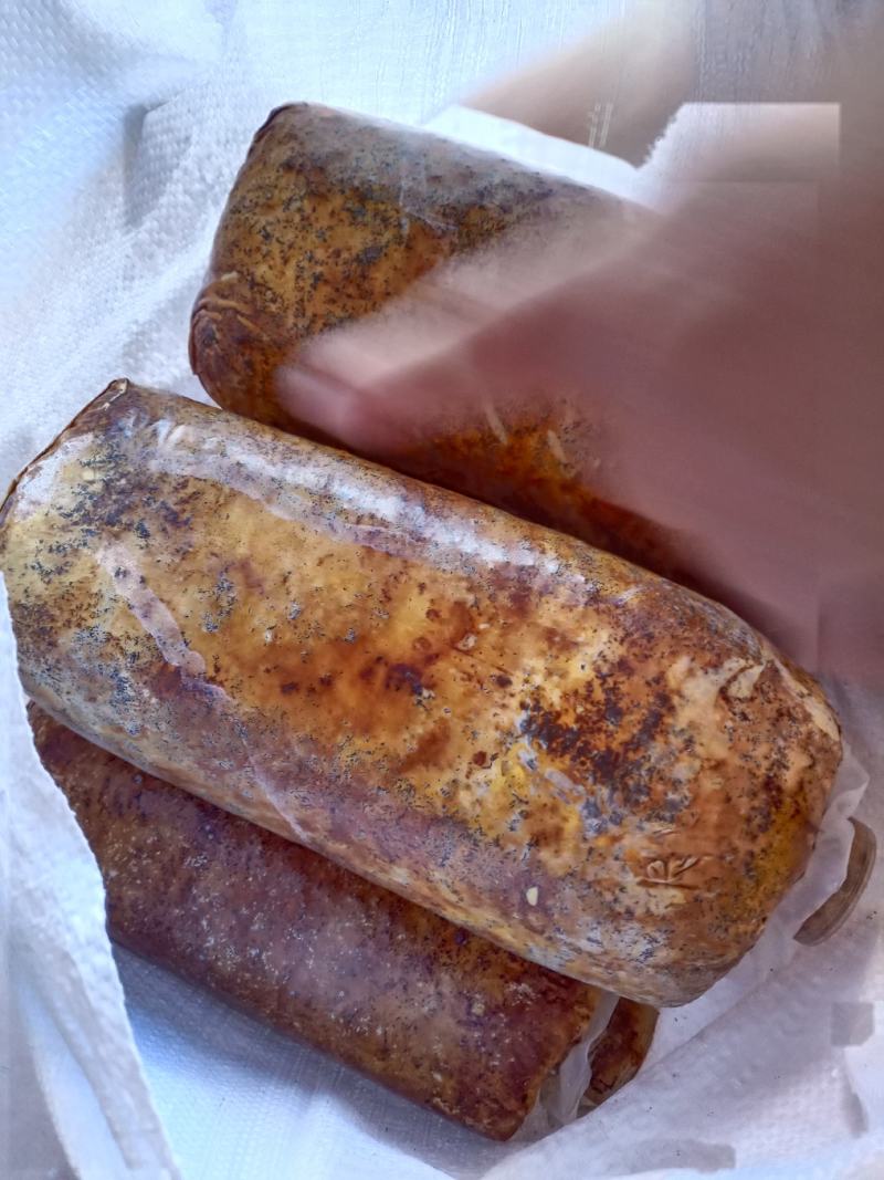西峡县科达菌种厂桑黄菌种菌包有桑黄菌种和桑黄菌包！