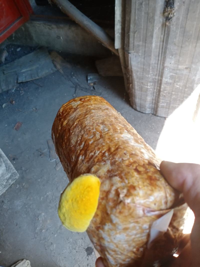 西峡县科达菌种厂桑黄菌种菌包有桑黄菌种和桑黄菌包！