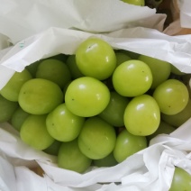 阳光玫瑰葡萄大量出货