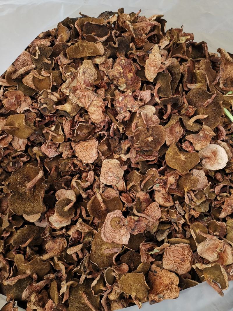 红乳牛肝菌松树菌