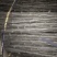 秋月梨树苗大量供货。纯度百分之九十九。包邮，包教技术。