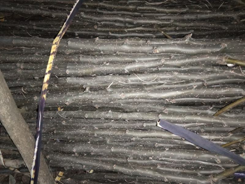 秋月梨树苗大量供货。纯度百分之九十九。包邮，包教技术。
