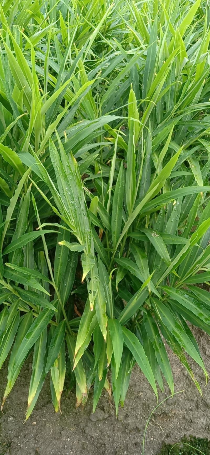 正宗桂东高山种植小黄姜(子姜，大量有货，欢迎老板打扰)