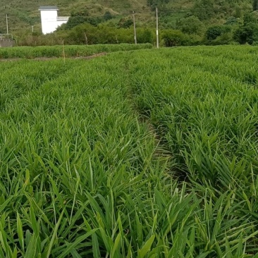 正宗桂东高山种植小黄姜(子姜，大量有货，欢迎老板打扰)