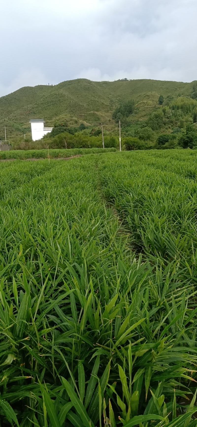 正宗桂东高山种植小黄姜(子姜，大量有货，欢迎老板打扰)