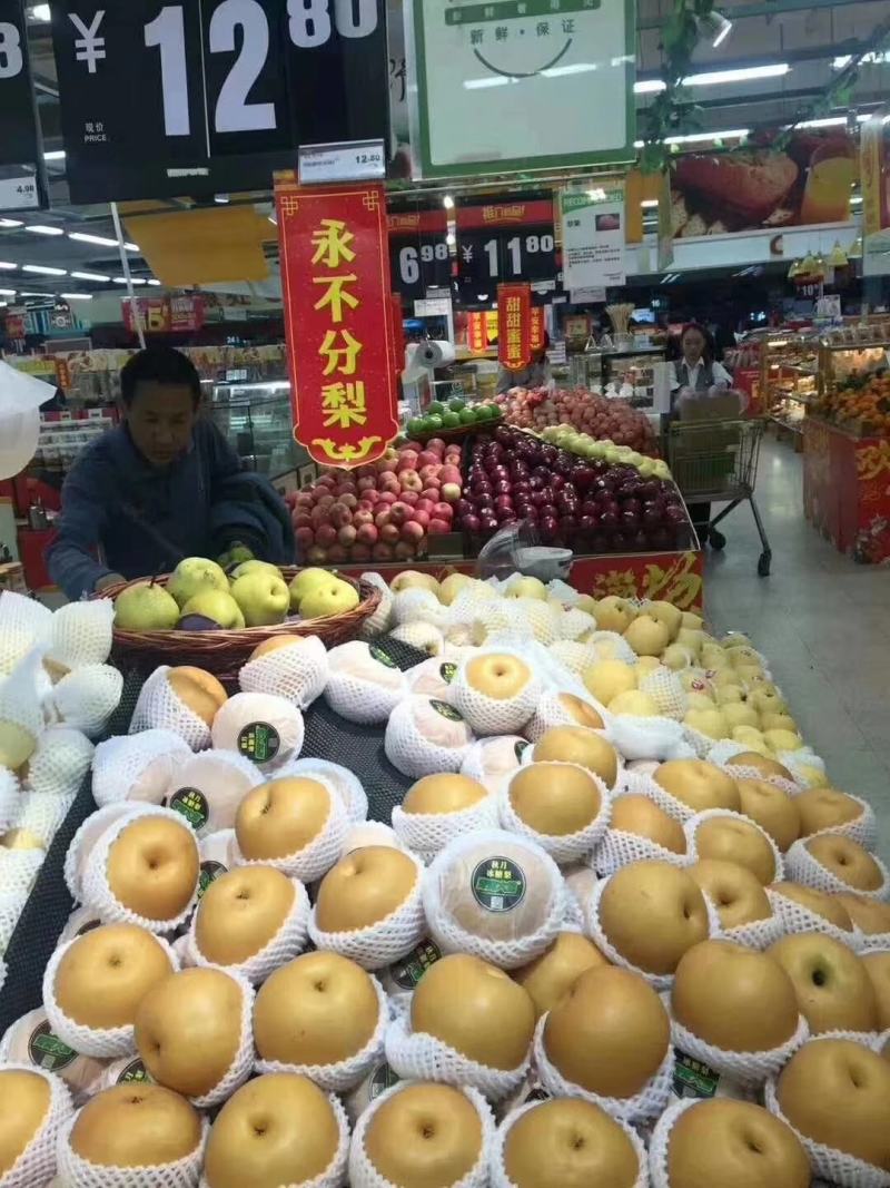 秋月梨树苗大量供货。纯度百分之九十九。包邮，包教技术。