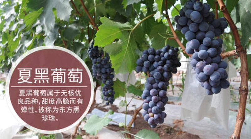 优质嫁接夏黑美人指葡萄苗基地直发包成活技术