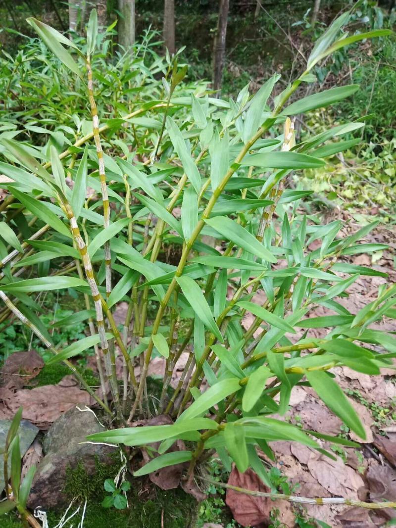 基地直发自产自销的叠峭石斛