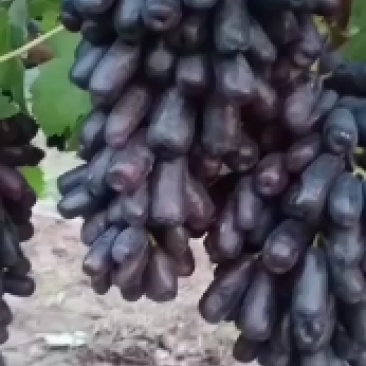 甜蜜蓝宝石，纯甜，口感好