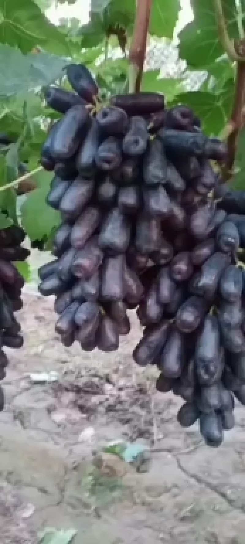 甜蜜蓝宝石，纯甜，口感好