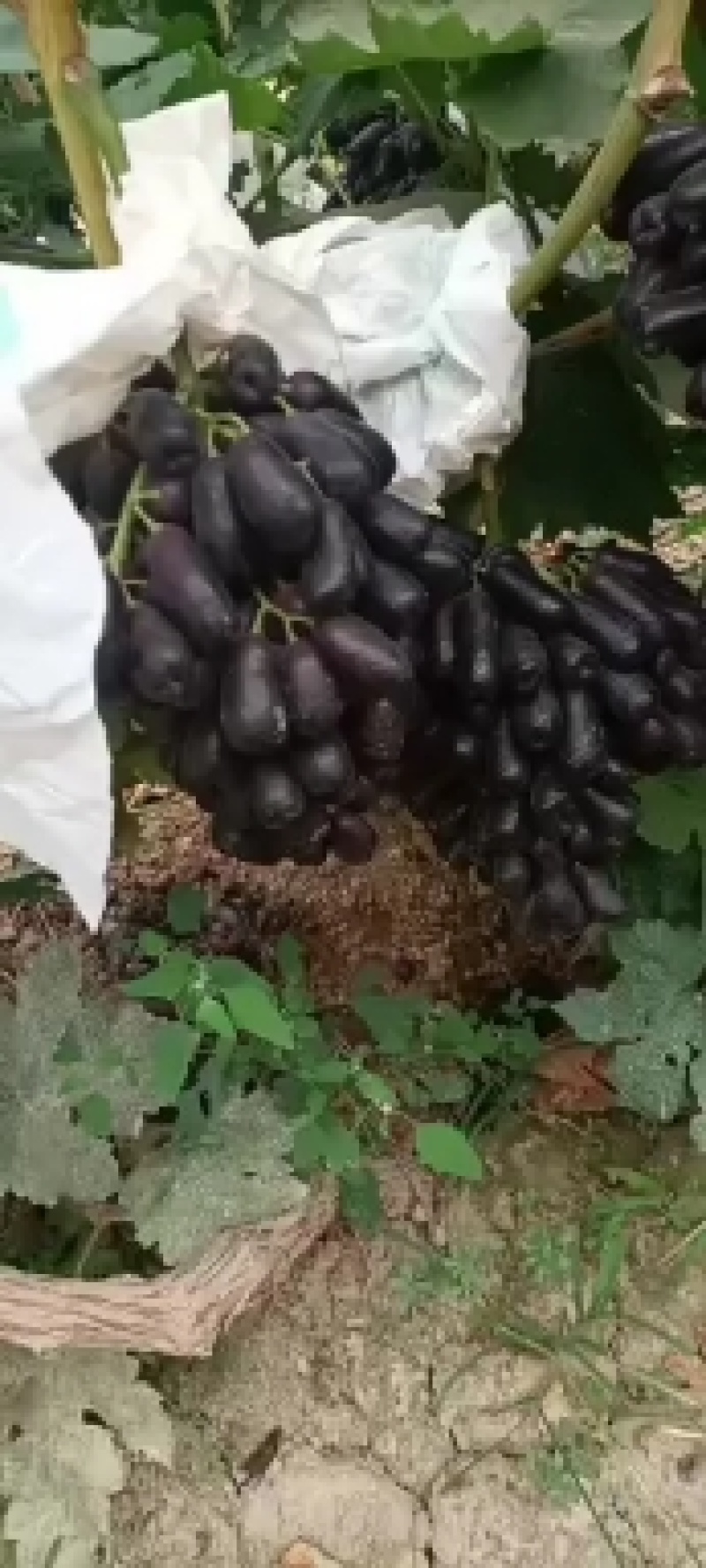 甜蜜蓝宝石，纯甜，口感好