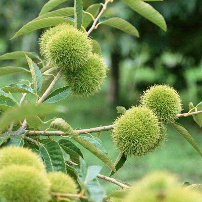 优质嫁接大红袍板栗苗一手货源量大从优