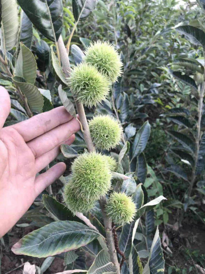 优质嫁接大红袍板栗苗一手货源量大从优