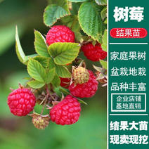 优质嫁接红树莓苗两证一签实地包成活技术