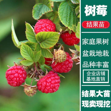 优质嫁接红树莓苗两证一签实地看货包成活技术