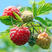 优质嫁接红树莓苗两证一签实地看货包成活技术