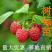 优质嫁接红树莓苗两证一签实地看货包成活技术