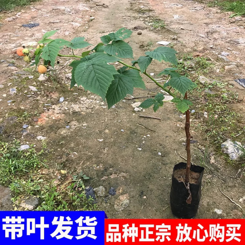 优质嫁接红树莓苗两证一签实地看货包成活技术