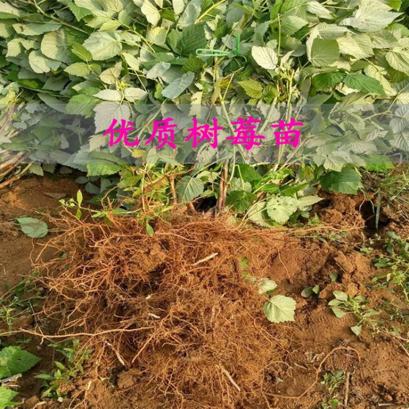 优质嫁接红树莓苗两证一签实地看货包成活技术