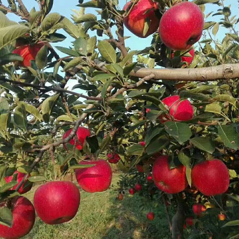 红肉苹果嫁接苗基地直销规格齐全现挖现卖包结果